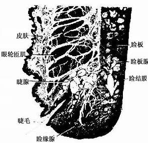 人的眼睑 