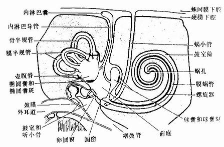  中耳与内耳模式图示骨迷路、膜迷路和感受器