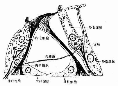 螺旋器毛细胞与支持细胞关系模式图 