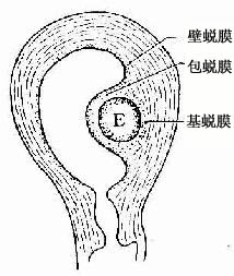  胚胎与子宫蜕膜的关系 E 胚胎