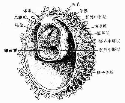 第3周初胚的剖面 