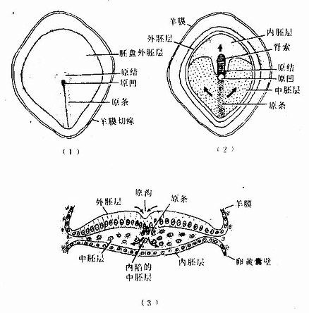 第16天胚盘示原条、中胚层和脊索的形成 