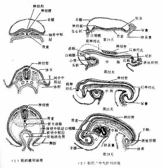  胚体形成和胚层分化