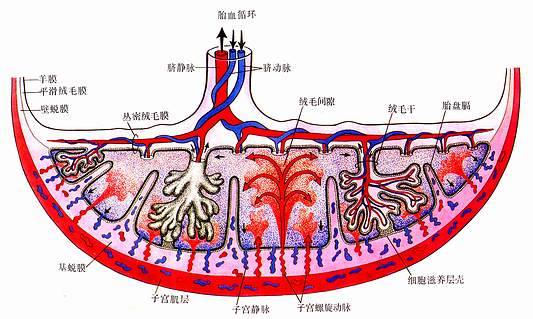 胎盘的结构与血循环模式图 