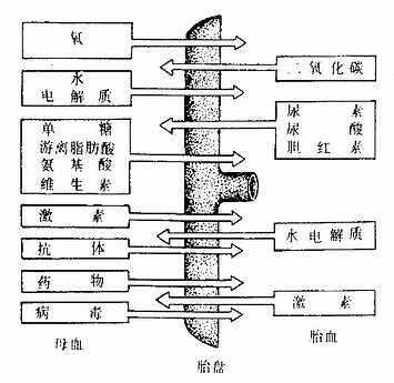 母体与胎儿之间物质交换图解 