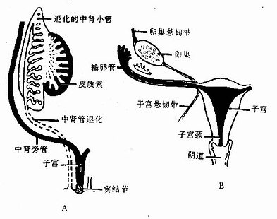  女性生殖管道的演变A第3个月 B卵巢下降后