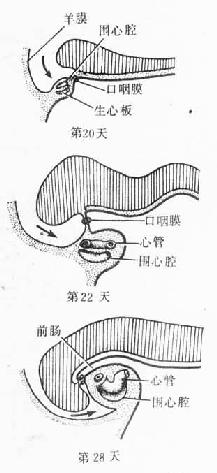 原始心脏的位置变化　（人胚头部纵切） 