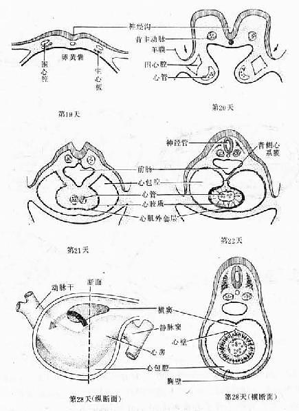 原始心脏的发生 