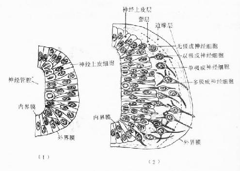 神经管上皮的早期分化 