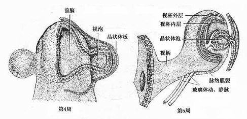 视杯与晶状体的发生 