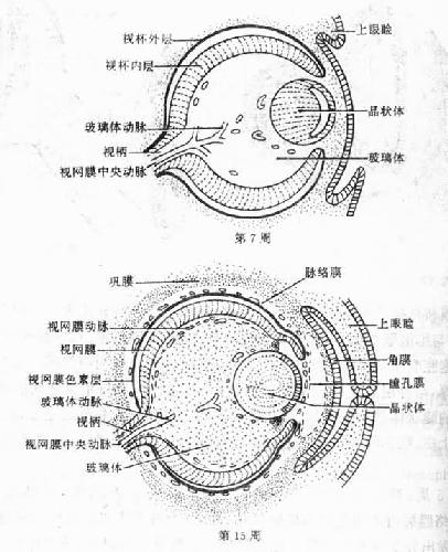  眼球与眼睑的发生