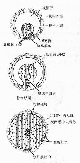  视柄横切示视神经的发生