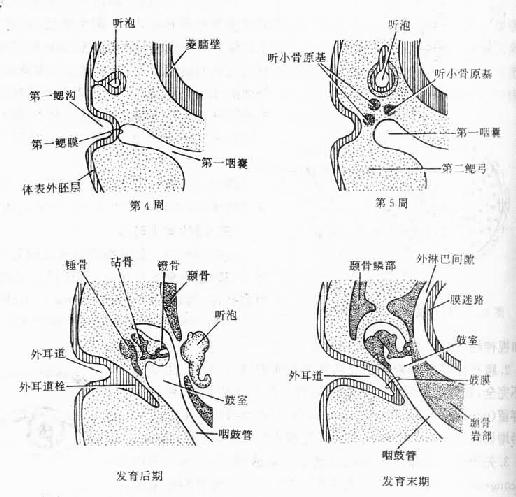  耳的发生