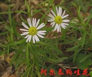 阿尔泰紫菀