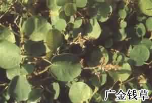 广金钱草:点击看原图 广金钱草