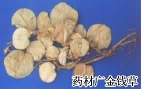 广金钱草:点击看原图 广金钱草