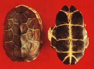 龟甲:点击看原图 龟甲