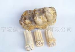 龙齿:点击看原图 龙齿
