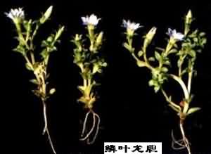 龙胆地丁:点击看原图 龙胆地丁