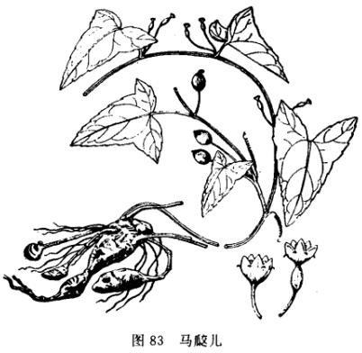 马交儿:点击看原图 马交儿