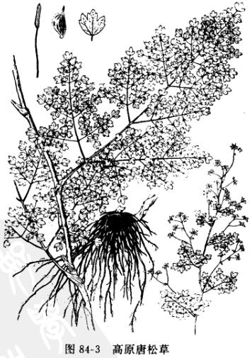 马尾连:点击看原图 马尾连
