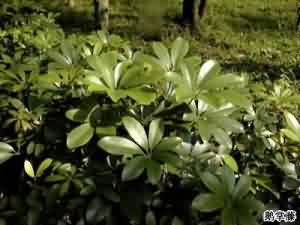 七叶莲:点击看原图 七叶莲