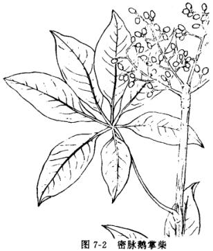 七叶莲:点击看原图 七叶莲
