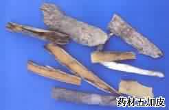 五加皮:点击看原图 五加皮
