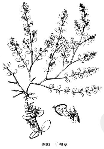 小飞扬草:点击看原图 小飞扬草