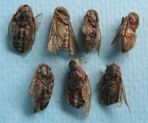 虻虫:点击看原图 虻虫