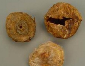 麝香壳:点击看原图 麝香壳
