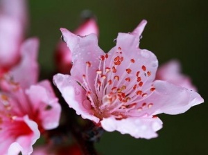 阳桃花