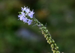 腹水草