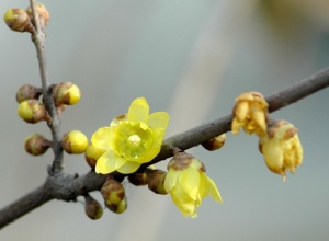 蜡梅花:点击看原图 蜡梅花
