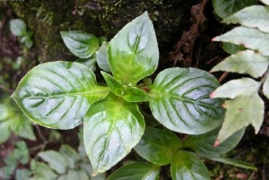 降龙草:点击看原图 降龙草