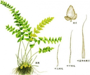 败毒草:点击看原图 败毒草
